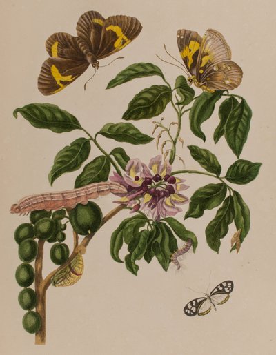 Illustration fra 