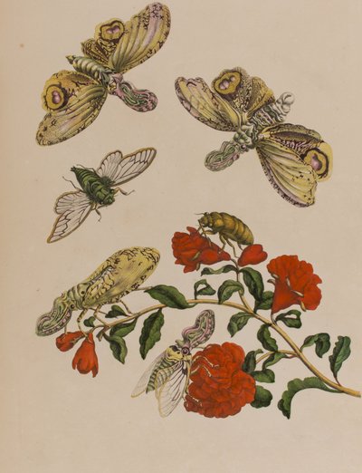 Illustration fra 