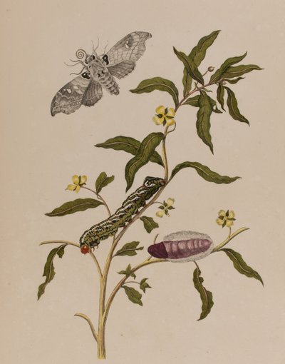 Illustration fra 