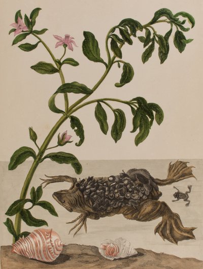 Illustration fra 