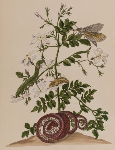 Illustration fra 
