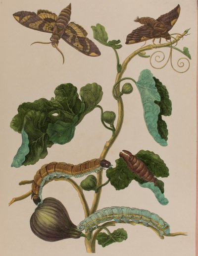 Illustration fra 