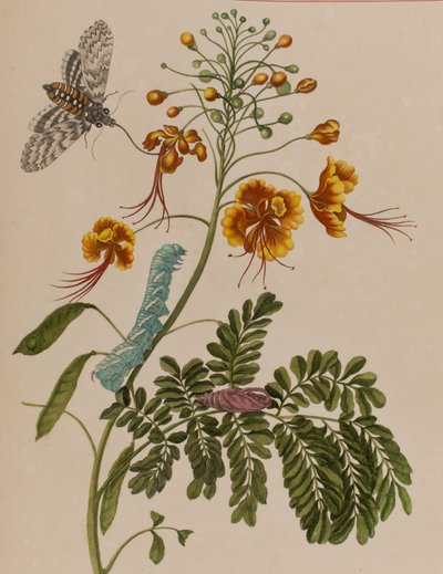 Illustration fra 