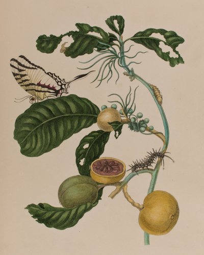Illustration fra 