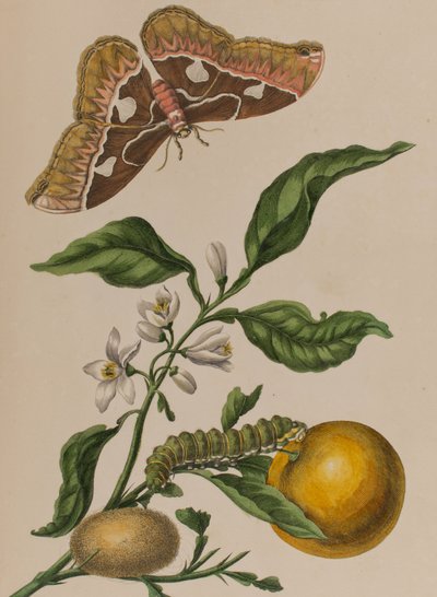 Illustration fra 