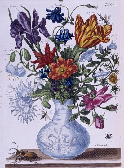 Bille og forskellige blomster - dess. af Maria Sibylla Merian, n.d., ca. slutningen af 1700-tallet af Maria Sibylla Merian