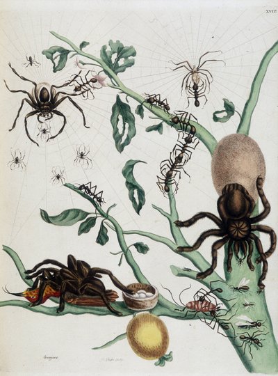 Sorte edderkopper på Guajave lever af myrer eller fanger colobritgener i deres rede i Maria Sibylla Merians "General History of Insects of Surinam and All Europe" 1771 af Maria Sibylla Merian