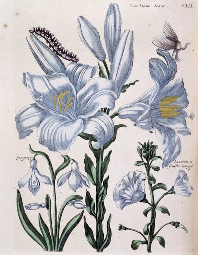 Lys (lis) hvid højre- og langbladskant - i "General History of the Insects of Surinam and All of Europe"" af Maria Sibylla de Merian, red. Desnos, Paris af Maria Sibylla Merian