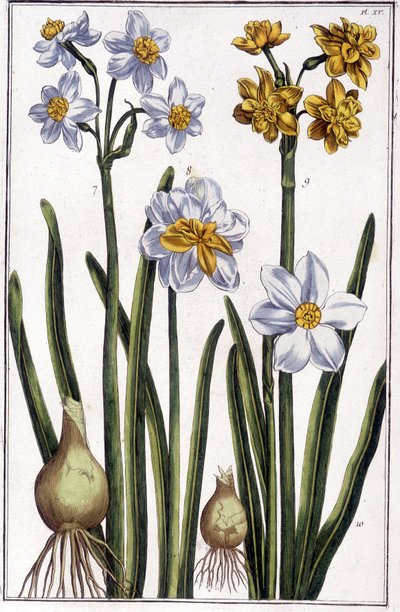 Narcissus - i "" Generel historie om insekterne i Surinam og hele Europa"" af Maria Sibylla de Merian, red. Desnos, Paris af Maria Sibylla Merian