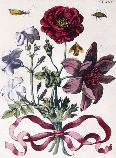 Forskellige europæiske insekter og blomster af Maria Sibylla Merian
