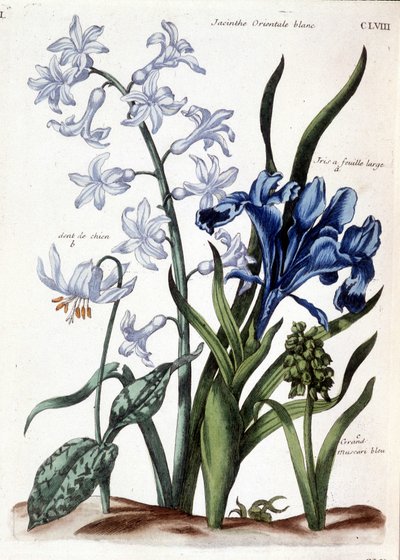 Hvid orientalsk hyacint, stor bladiris, hundetand, stor blå muscari - i "General history of the insects of Surinam and all of Europe"" af Maria Sibylla de Merian, red. Desnos, Paris af Maria Sibylla Merian