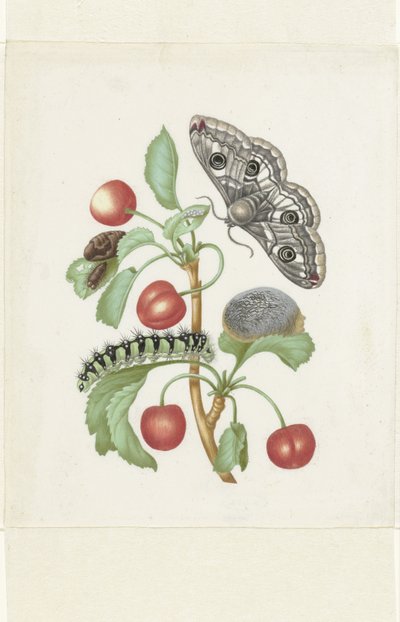 Metamorfose af en lille kejsermøl af Maria Sibylla Merian (workshop of)