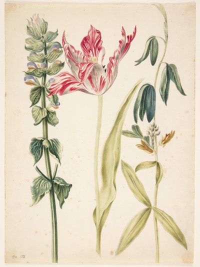 3 blomster, i midten en tulipan af Maria Sibylla Merian