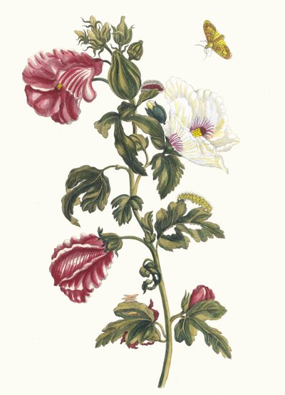 Althea. Fra bogen Metamorphosis insectorum Surinamensium, 1705. af Maria Sibylla Merian