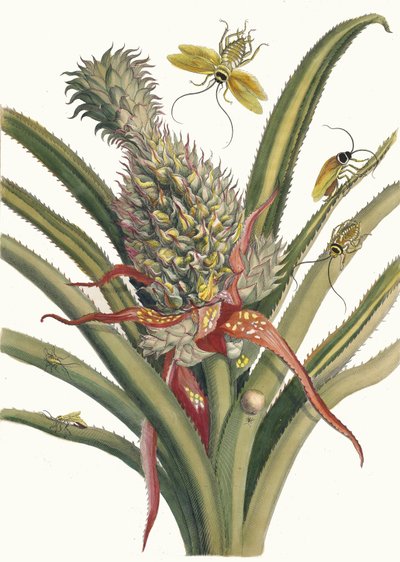 Ananas. Fra bogen Metamorphosis insectorum Surinamensium, 1705. af Maria Sibylla Merian