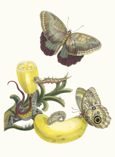 Baccores. Fra bogen Metamorphosis insectorum Surinamensium, 1705. af Maria Sibylla Merian