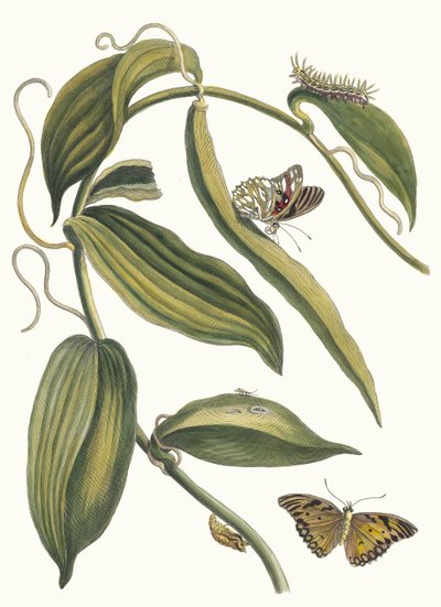 Banille. Fra bogen Metamorphosis insectorum Surinamensium, 1705. af Maria Sibylla Merian