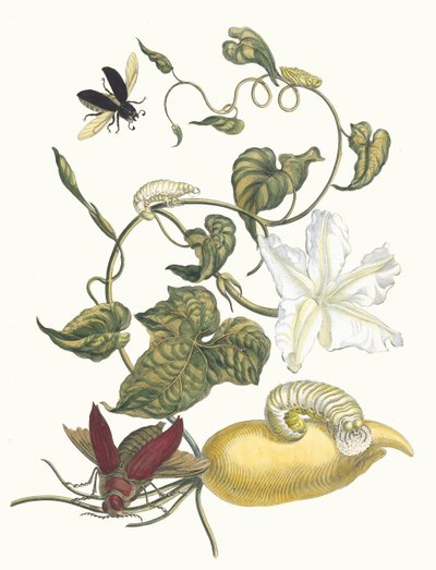 Battattes. Fra bogen Metamorphosis insectorum Surinamensium, 1705. af Maria Sibylla Merian