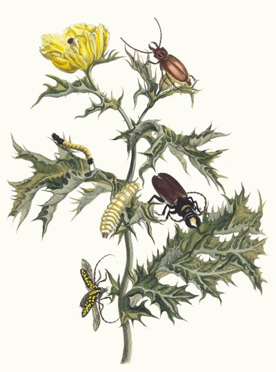 Spiny tidsel Fra bogen Metamorphosis of Surinamese insekter, 1705. af Maria Sibylla Merian