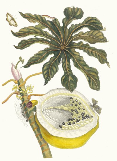 Carica papaya. Fra bogen Metamorphosis insectorum Surinamensium, 1705. af Maria Sibylla Merian