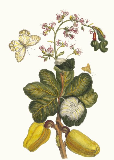 Caschou. Fra bogen Metamorphosis insectorum Surinamensium, 1705. af Maria Sibylla Merian