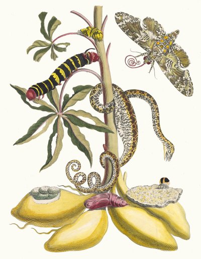 Cassave. Fra bogen Metamorphosis insectorum Surinamensium, 1705. af Maria Sibylla Merian