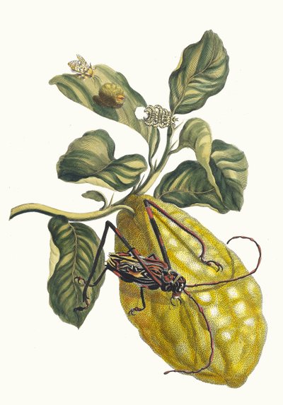 Citronier. Fra bogen Metamorphosis insectorum Surinamensium, 1705. af Maria Sibylla Merian
