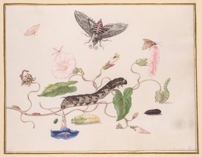 Convolvulus og Metamorfose af Convolvulus Hawk Moth af Maria Sibylla Merian