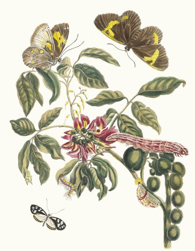 Coronilla Americana Arborescens. Fra bogen Metamorphosis of Surinamese insekter, 1705. af Maria Sibylla Merian