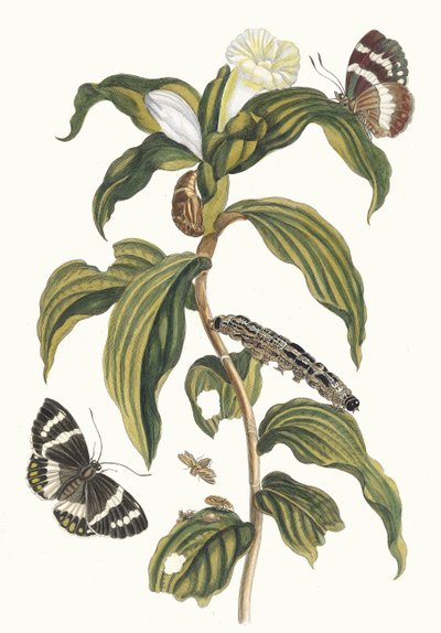 Arabiske omkostninger. Fra bogen Metamorphosis of Surinamese insekter, 1705. af Maria Sibylla Merian