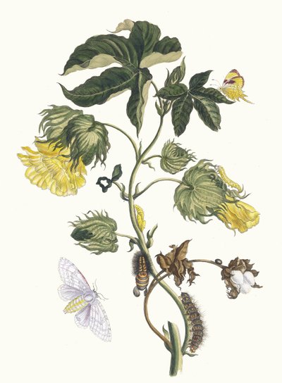Cotonier. Fra bogen Metamorphosis insectorum Surinamensium, 1705. af Maria Sibylla Merian