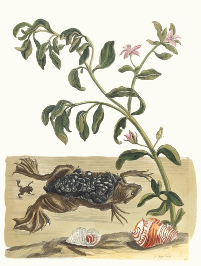 Cresson. Fra bogen Metamorphosis insectorum Surinamensium, 1705. af Maria Sibylla Merian
