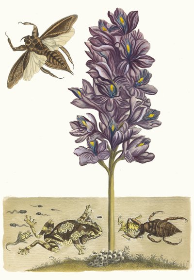 Eichhornia crassipes. Fra bogen Metamorphosis Insectorum Surinamensium, 1705. af Maria Sibylla Merian