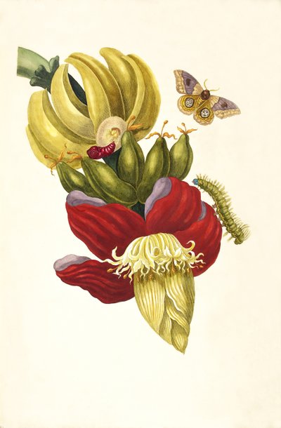 Fra bogen Metamorphosis insectorum Surinamensium, 1705. af Maria Sibylla Merian