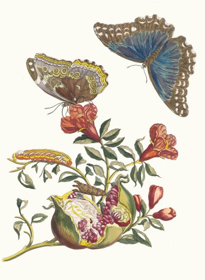 Grenadier. Fra bogen Metamorphosis insectorum Surinamensium, 1705. af Maria Sibylla Merian
