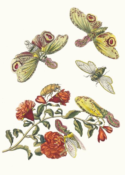 Grenadier. Fra bogen Metamorphosis insectorum Surinamensium, 1705. af Maria Sibylla Merian