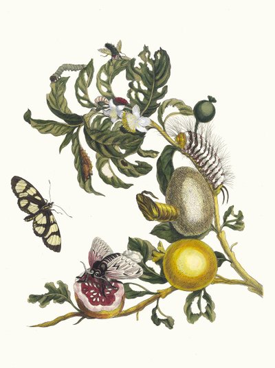 Guajaves. Fra bogen Metamorphosis insectorum Surinamensium, 1705. af Maria Sibylla Merian