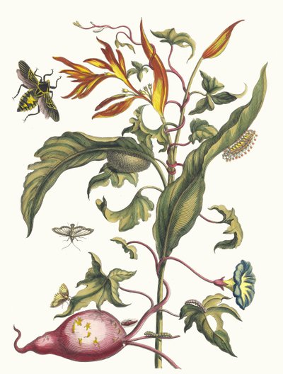 Ipomoea batatas og Heliconia psittacum. Fra bogen Metamorphosis insectorum..., 1705. af Maria Sibylla Merian