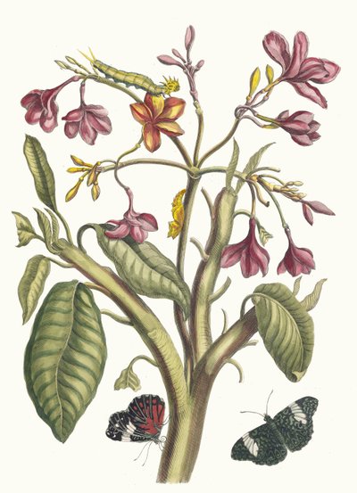 Jasmin des Indes. Fra bogen Metamorphosis insectorum Surinamensium, 1705. af Maria Sibylla Merian
