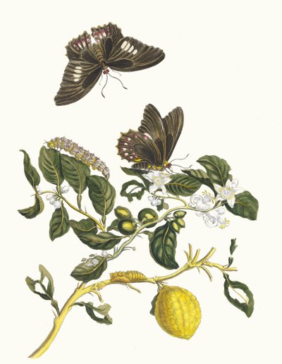 Limonier. Fra bogen Metamorphosis insectorum Surinamensium, 1705. af Maria Sibylla Merian