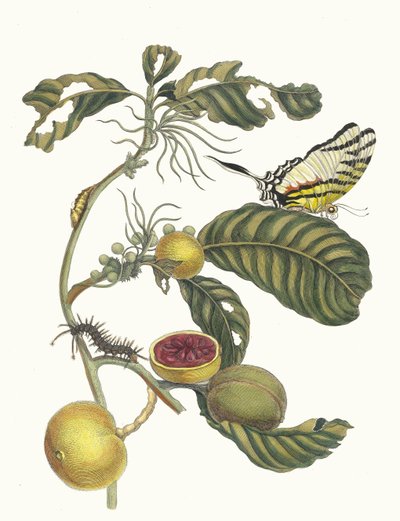 Marmelade doosjes Boom. Fra bogen Metamorphosis insectorum Surinamensium, 1705. af Maria Sibylla Merian