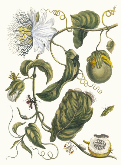 Marquiaas. Fra bogen Metamorphosis insectorum Surinamensium, 1705. af Maria Sibylla Merian