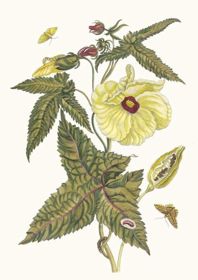 Muscus-Bloem. Fra bogen Metamorphosis insectorum Surinamensium, 1705. af Maria Sibylla Merian