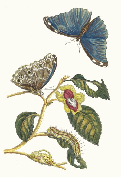 Neflier. Fra bogen Metamorphosis insectorum Surinamensium, 1705. af Maria Sibylla Merian