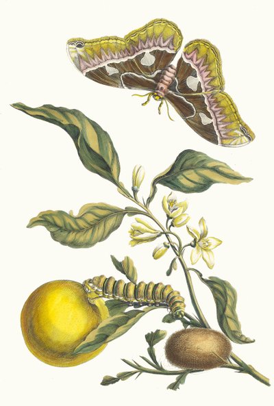 Oranger. Fra bogen Metamorphosis insectorum Surinamensium, 1705. af Maria Sibylla Merian