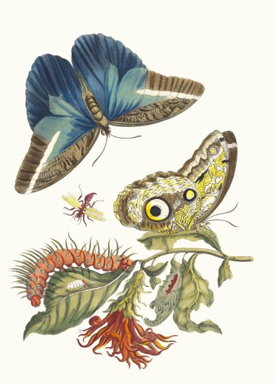 Pachystachys coccinea. Fra bogen Metamorphosis insectorum Surinamensium, 1705. af Maria Sibylla Merian