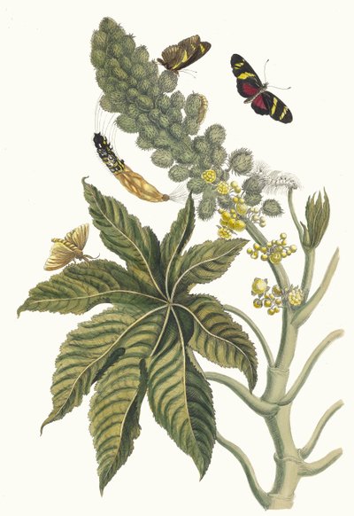 Palma Christi. Fra bogen Metamorphosis insectorum Surinamensium, 1705. af Maria Sibylla Merian