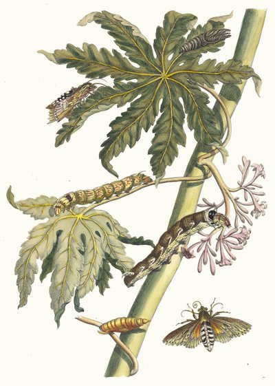 Papay. Fra bogen Metamorphosis insectorum Surinamensium, 1705. af Maria Sibylla Merian