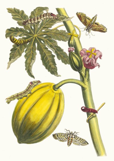 Papaya. Fra bogen Metamorphosis insectorum Surinamensium, 1705. af Maria Sibylla Merian
