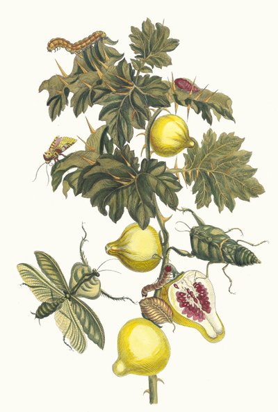 Pomme de Sodome. Fra bogen Metamorphosis insectorum Surinamensium, 1705. af Maria Sibylla Merian